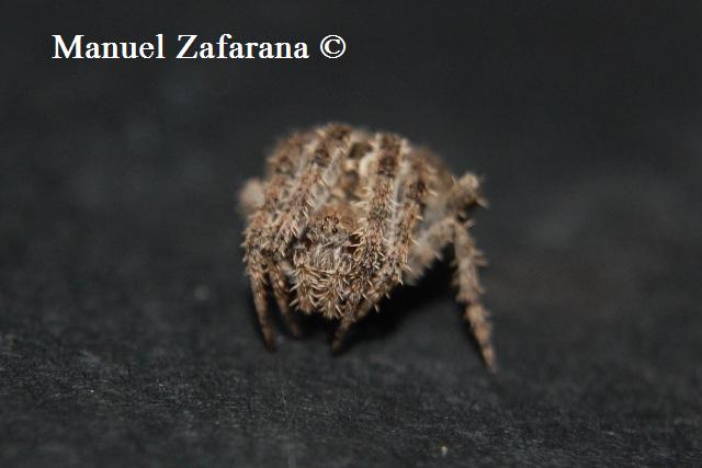 Due Araneidae in cerca di un nome...